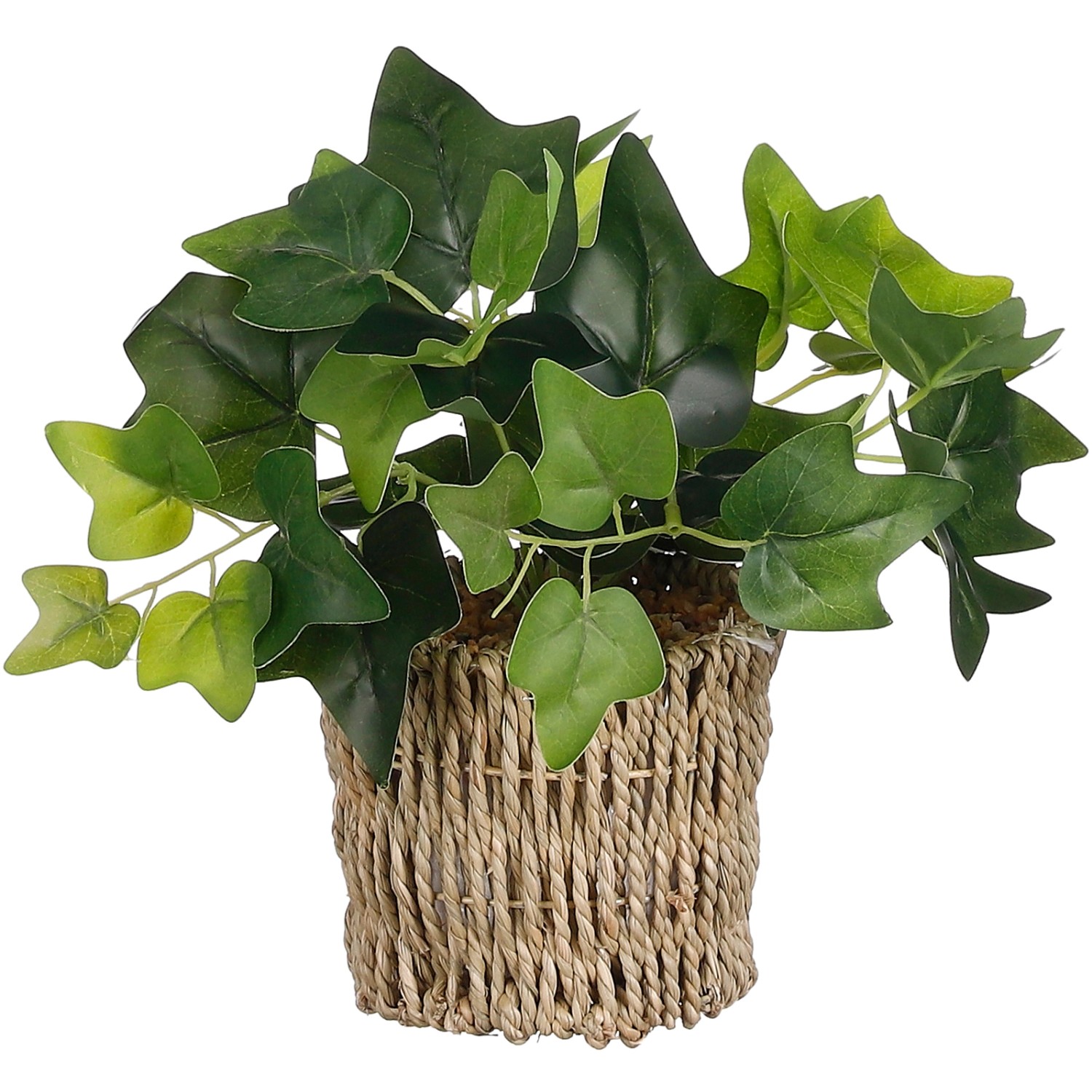 Mica Břečťan v košíku, zelený, 33 x pr. 12 cm