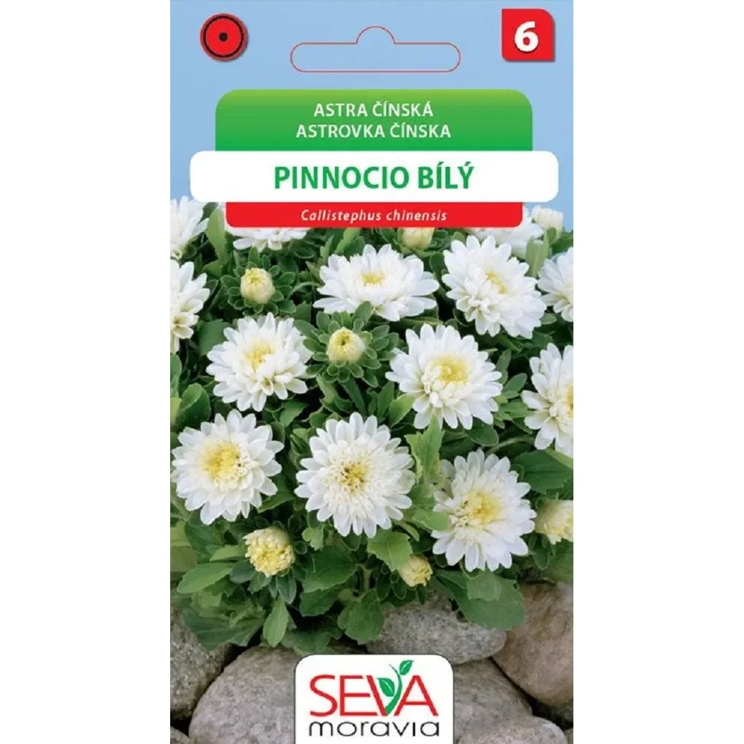 Semínka Astra čínská Pinnocio bílý (Callistephus chinensis)