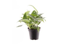 GROW by OBI Šplhavnice (Epipremnum pinnatum) 