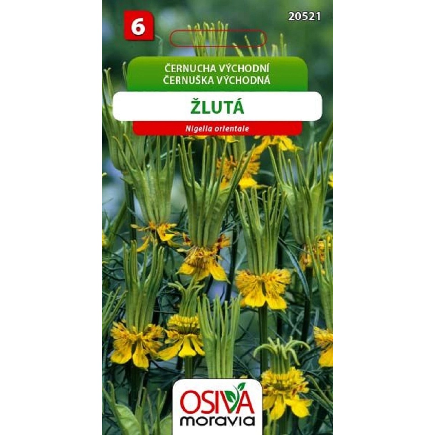 Semínka Černucha Východní - žlutá (Nigella orientalis)