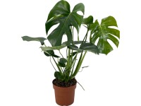 GROW by OBI Monstera skvostná (M. deliciosa), pr. cca 17 x 60-75 cm GROW by OBI Monstera skvostná (M. deliciosa), pr. cca 17 x 60-75 cm