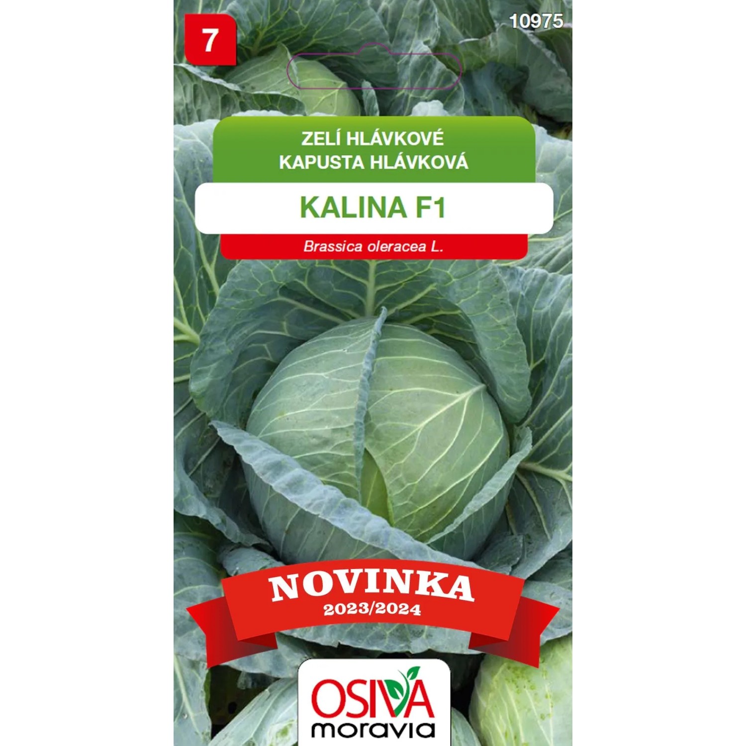 Semínka Zelí Kalina F1 (Brassica oleracea L.)