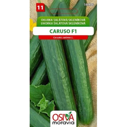 Semínka Okurka salátová skleníková Caruso F1 (Cucumis sativus L.)
