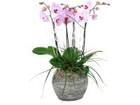 Orchidej motýlokvětá bílá nebo růžová v kamenné nádobě pr. květináče cca 30 cm