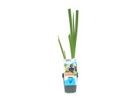 Kosatec Black Gamecock (Iris Louisiana), pr. cca 9 cm Kosatec Black Gamecock (Iris Louisiana), pr. cca 9 cm