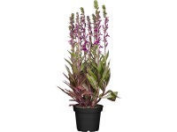 GROW by OBI Okrasná šalvěj (Salvia interspecific), výška 20-30 cm