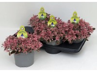 GROW by OBI Rozchodník (Sedum) GROW by OBI Rozchodník (Sedum)