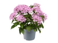 Q-Flower Pětkovec kopinatý (Pentas lanceolata) 