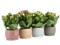 Kolopejka vděčná (Kalanchoe Blossfeldiana) v keram. květináči, pr. kv. 9 cm