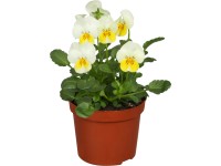 OBI Violka rohatá průměr květináče cca 11 cm Viola cornuta