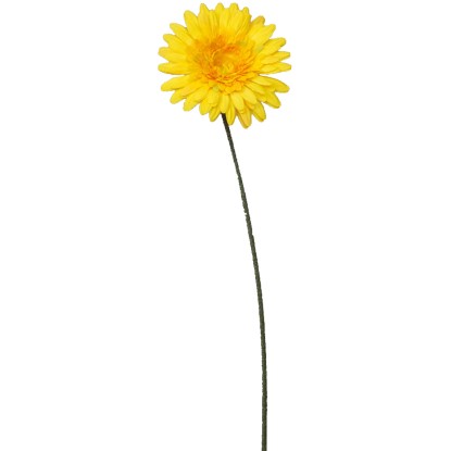 Gerbera plnokvětá 60 cm žlutá