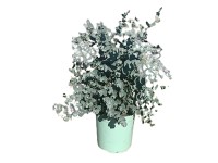 Landgard Blahovičník cinerea (Eucalyptus cinerea) cca výška 20-40 cm, pr. 17 cm