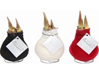 Amarylis ve voskovém kabátku velvet průměr květináče cca 10 cm