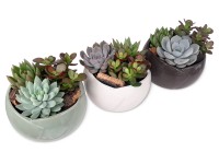 Aranžmá se sukulenty v keramické nádobě průměr květináče cca 13 cm Aranžmá se sukulenty v keramické nádobě průměr květináče cca 13 cm