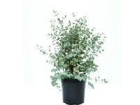 OBI Blahovičník Gunnův (Eucalyptus gunnii) OBI Blahovičník Gunnův (Eucalyptus gunnii)