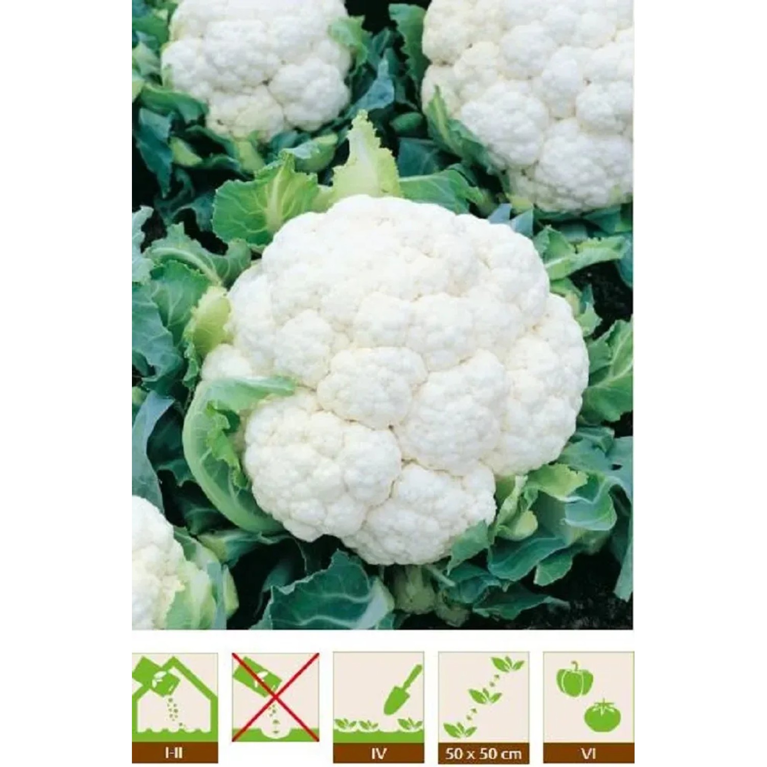 GardenSeed Premium Semínka Květák Beta 0,5 g