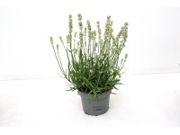 GROW by OBI Levandule lékařská (Lavandula angustifolia), bílá, pr. 13 cm GROW by OBI Levandule lékařská (Lavandula angustifolia), bílá, pr. 13 cm