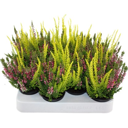 Vřes Beauty Ladies Mini Trio v květináči, Calluna vulgaris, s barevnými květy a listy.