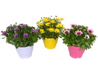 OBI Kapská kopretina výška cca 25-30 cm průměr cca 19 cm Osteospermum