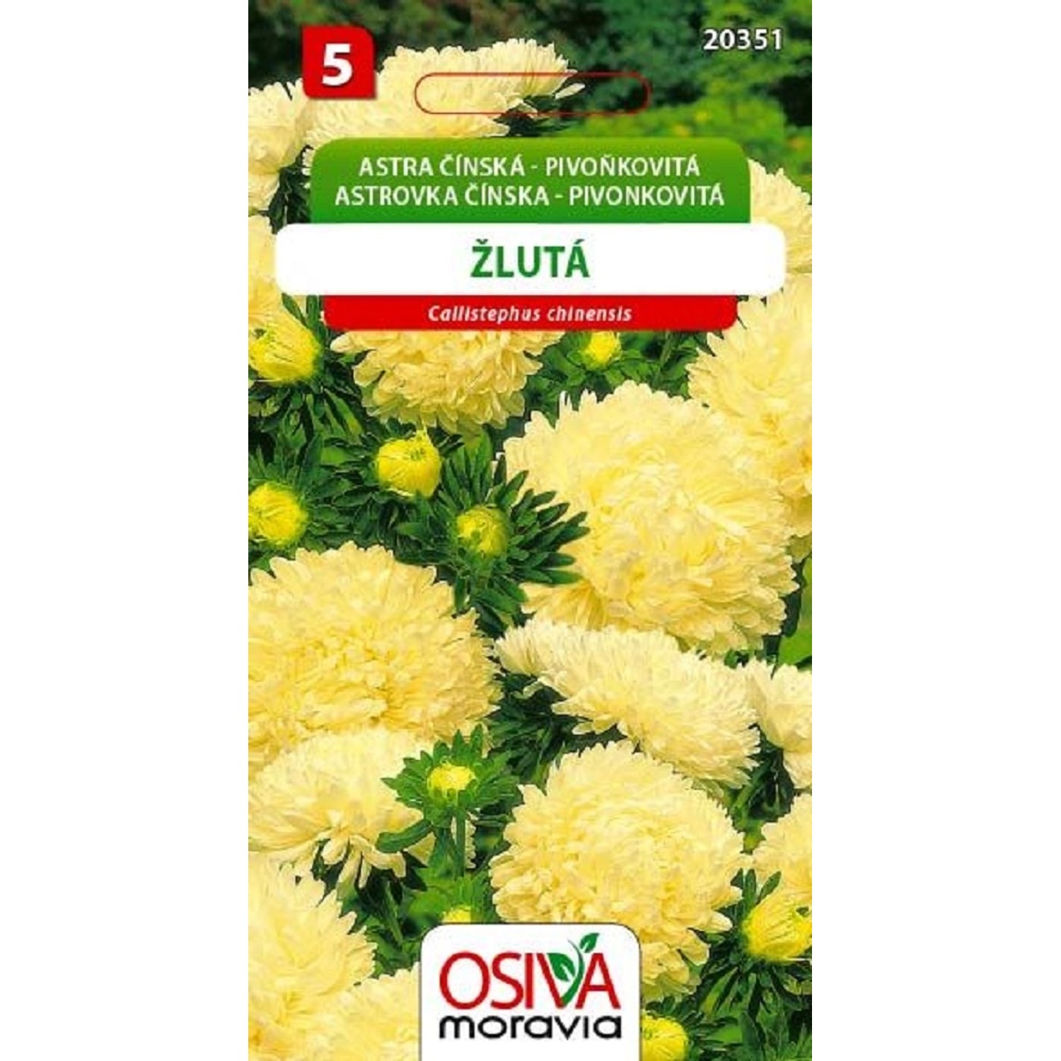 Semínka Astra Čínská - Pivoňkovitá, žlutá (Callistephus chinensis)