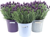 GROW by OBI Levandule smilovitá (Lavandula stoechas) 