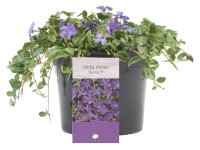 OBI Barvínek menší (Vinca minor), cca 5-10 cm, kv. cca 1,5 l