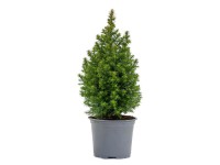 Cypřišek zeravovitý (Chamaecyparis thyoides) Cypřišek zeravovitý (Chamaecyparis thyoides)