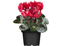 Pokojový brambořík 