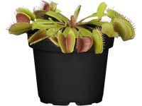 Mucholapka podivná průměr květináče cca 12 cm Dionaea