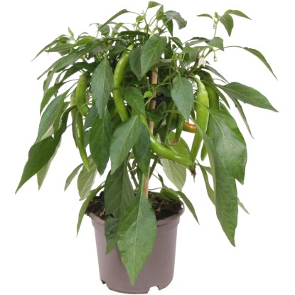 OBI Chili paprička Pick & Joy pr. květináče 12 cm, výška 30-35 cm