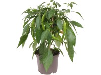 OBI Chili paprička Pick & Joy pr. květináče 12 cm, výška 30-35 cm