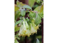 Zimolez kamčatský (lonicera kamtschatica) Ice Baer Zimolez kamčatský (lonicera kamtschatica) Ice Baer