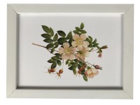 Bondecor Fotorámeček plastový, lišta 16/11 mm, bílý, 10 x 15 cm Bondecor Fotorámeček plastový, lišta 16/11 mm, bílý, 10 x 15 cm