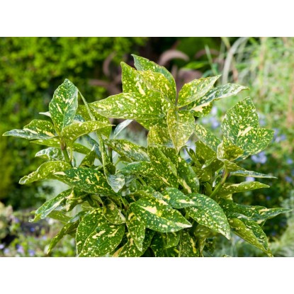 OBI Aukuba "Crotonifolia Gold" výška cca 40 cm květináč cca 5 l Aucuba japonica