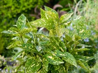 OBI Aukuba OBI Aukuba