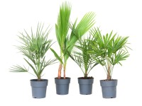 GROW by OBI Různé druhy palem cca 30 cm, květináč 3 l
