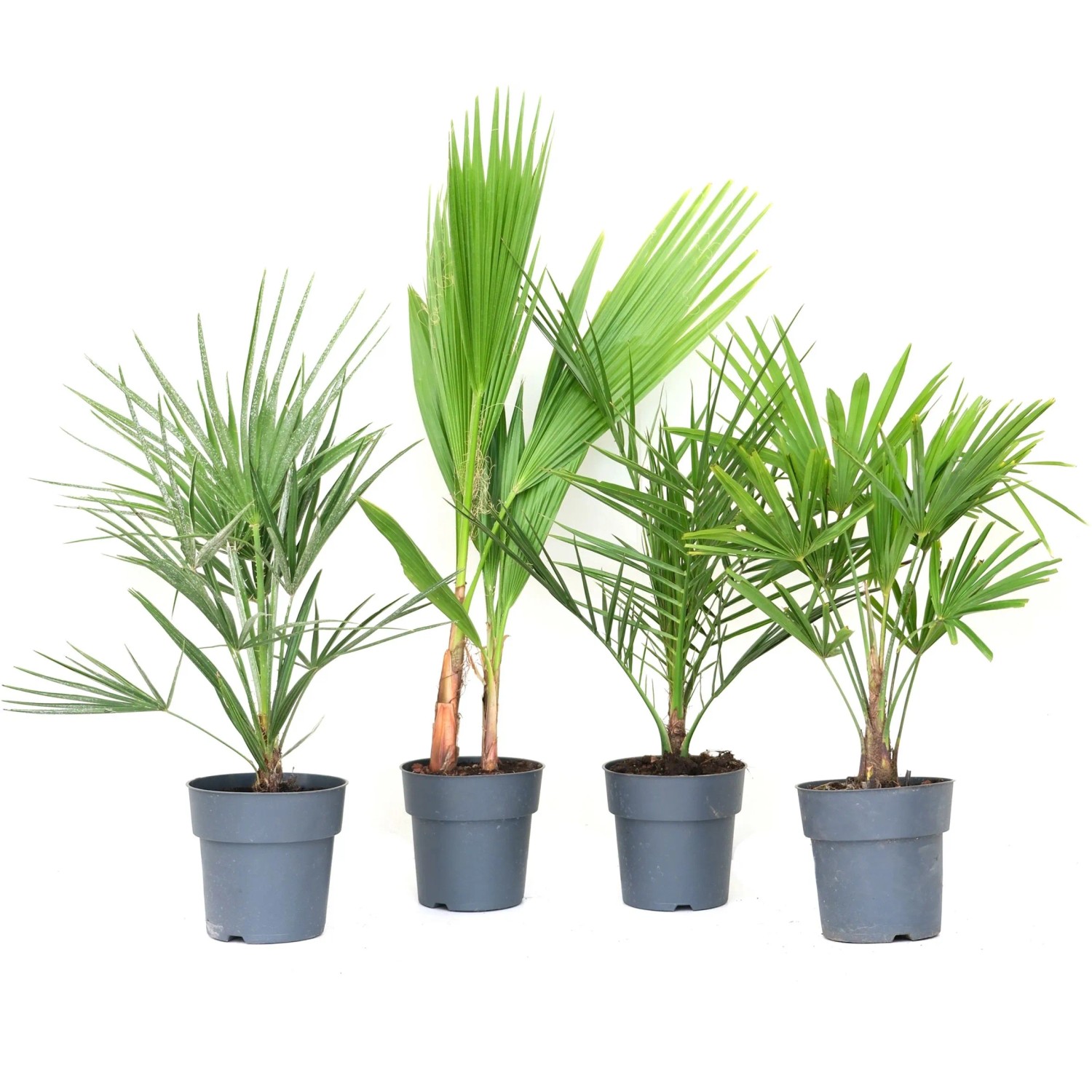 GROW by OBI Různé druhy palem cca 30 cm, květináč 3 l