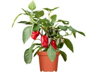 Paprika průměr květináče cca 9 cm