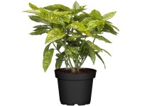 OBI Aukuba japonská OBI Aukuba japonská