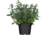 Lobelka modrá průměr květináče cca 11 cm Lobelka modrá průměr květináče cca 11 cm