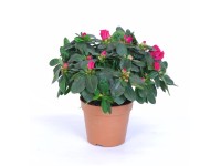 Pokojová azalka různých barev