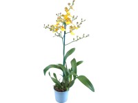 Orchidej Oncidium žlutá 1výhonková květináč průměr cca 12 cm
