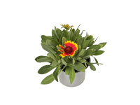 GROW by OBI Kokarda velkokvětá (Gaillardia x grandiflora) 