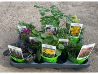 CZ-FLORA Letní trvalky mix, různé druhy, 1 ks, pr. kv. 10,5 cm