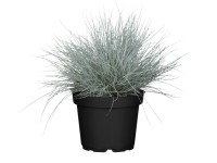 GROW by OBI Kostřava popelavá (Festuca Glauca) 