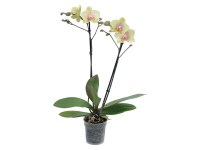 Orchidej Phalaenopsis 2výhonková
