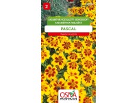 Semínka Aksamitník Rozkladitý jednod. - Pascal (Tagetes patula nana single)
