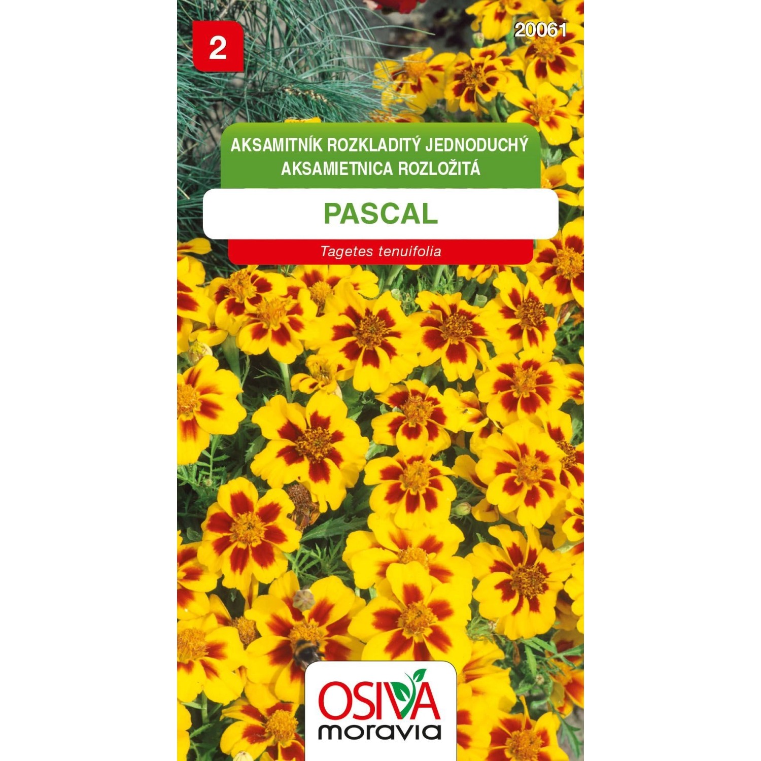 Semínka Aksamitník Rozkladitý jednod. - Pascal (Tagetes patula nana single)