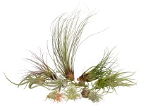 Tillandsie mix III Tillandsie mix III