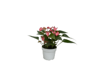 Toulitka Andréova (Anthurium andreanum) 